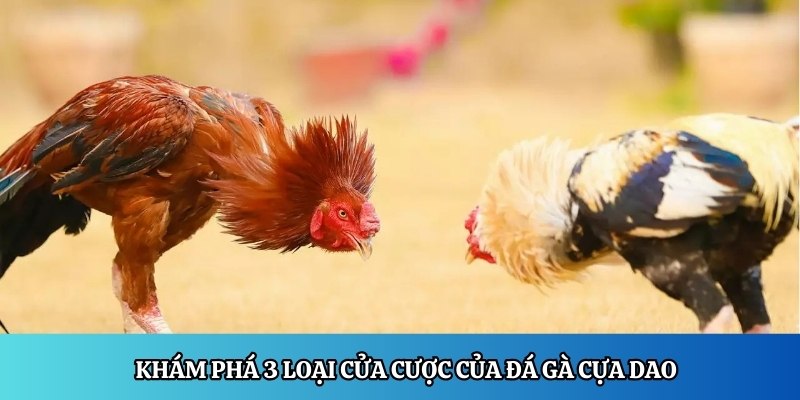 Khám phá 3 loại cửa cược của đá gà cựa dao