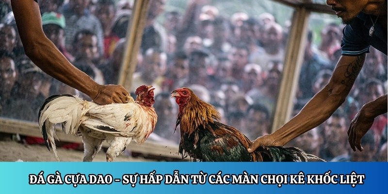 Đá gà cựa dao