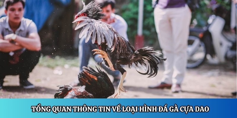 Tổng quan thông tin về loại hình đá gà cựa dao