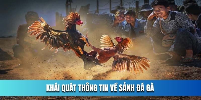 Đá gà OK365 là sảnh cược lý tưởng cho tín đồ giải trí