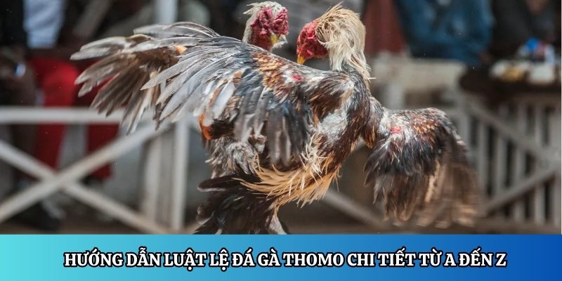 Hướng dẫn luật lệ đá gà Thomo chi tiết từ A đến Z