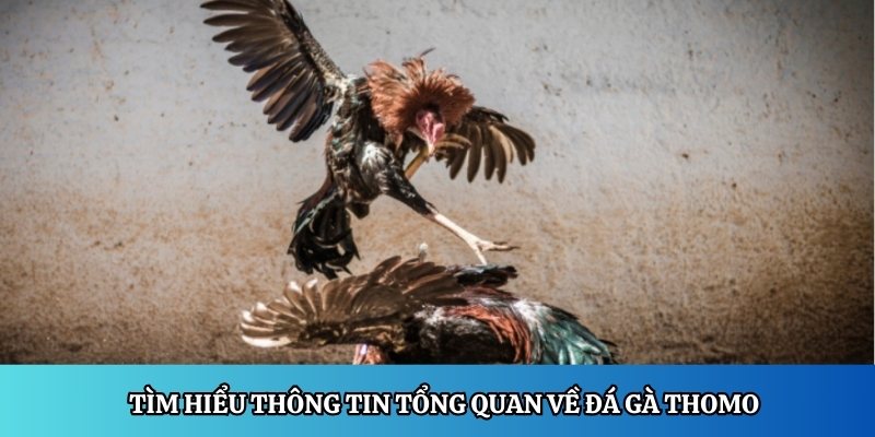 Khám phá thông tin tổng quan về đá gà Thomo