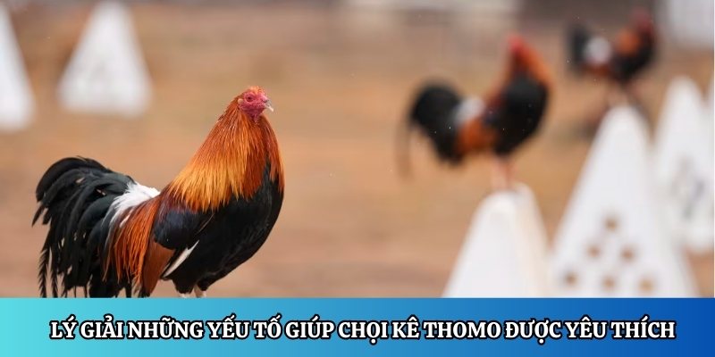 Lý giải những yếu tố giúp chọi kê Thomo được yêu thích