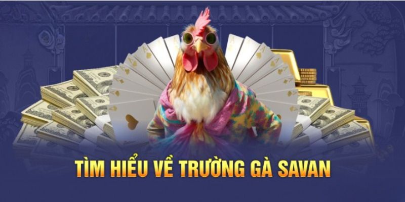 Tổng quan về trường gà Savan