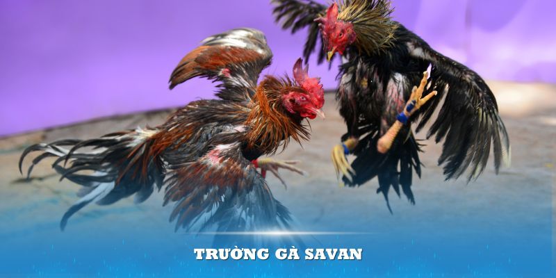 Trường gà sa Vân